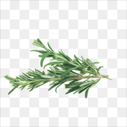 Extracto de hoja de romero Consumo de mercado, precios, ventas, jugadores y pronóstico 2021-2030