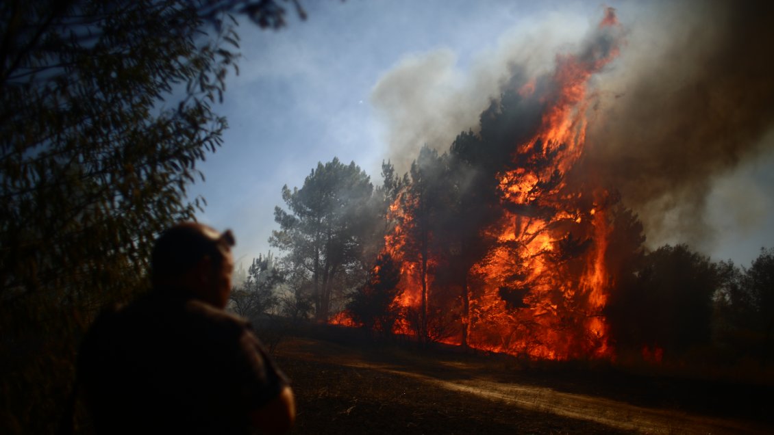 Onemi decretó alerta roja por incendio forestal que amenaza la reserva nacional China Muerta