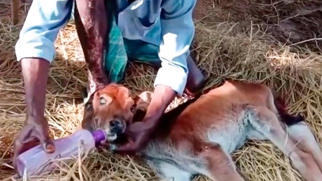 Nace un ternero con dos cabezas en India y se convierte en atracción