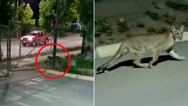 Un puma apareció en San Carlos de Apoquindo