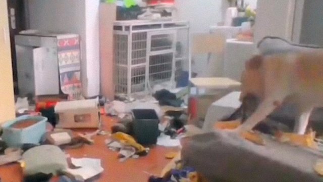 Se fue a hacer cuarentena y su perro destrozó su casa