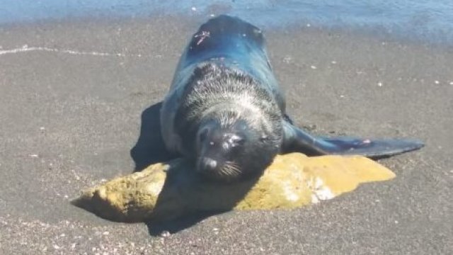 Un lobo marino fue encontrado herido en la playa principal de Pelluhue