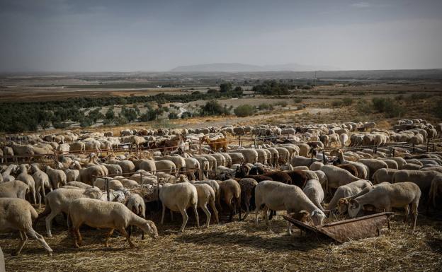Cientos de ovejas en una explotación ganadera del norte de la provincia de Granada //RAMÓN L. PÉREZ