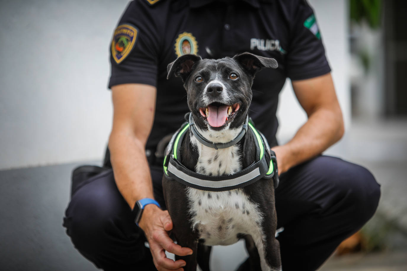 Hermes, el primer perro mestizo aspirantes a policía en Granada. /RAMÓN L. PÉREZ