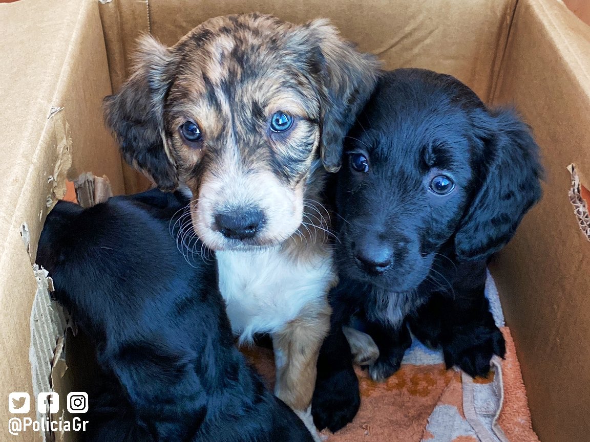 Cachorros abandonados en un contenedor. /Policía Local de Granada
