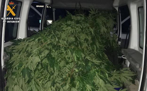 Marihuana intervenida por la Guardia Civil en una de las operaciones contra el cultivo de esta droga. /IDEAL