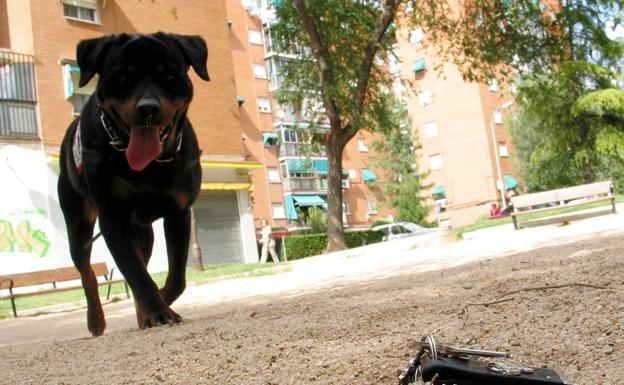 Un rottweiler de la misma raza del perro que atacó a una niña de 5 años./ideal